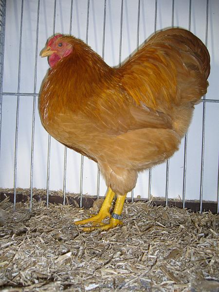 Delbrueck 2008 090.jpg - Zwerg Wyandotten gelb von Franz Stamm Preis HV 96 JB